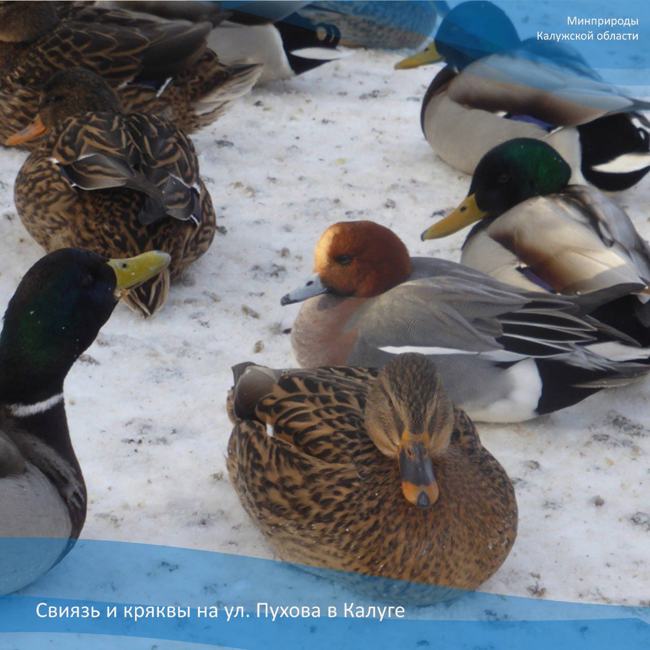 В Калужской области подвели итоги перепись водоплавающих птиц.

По данным областного министерства...