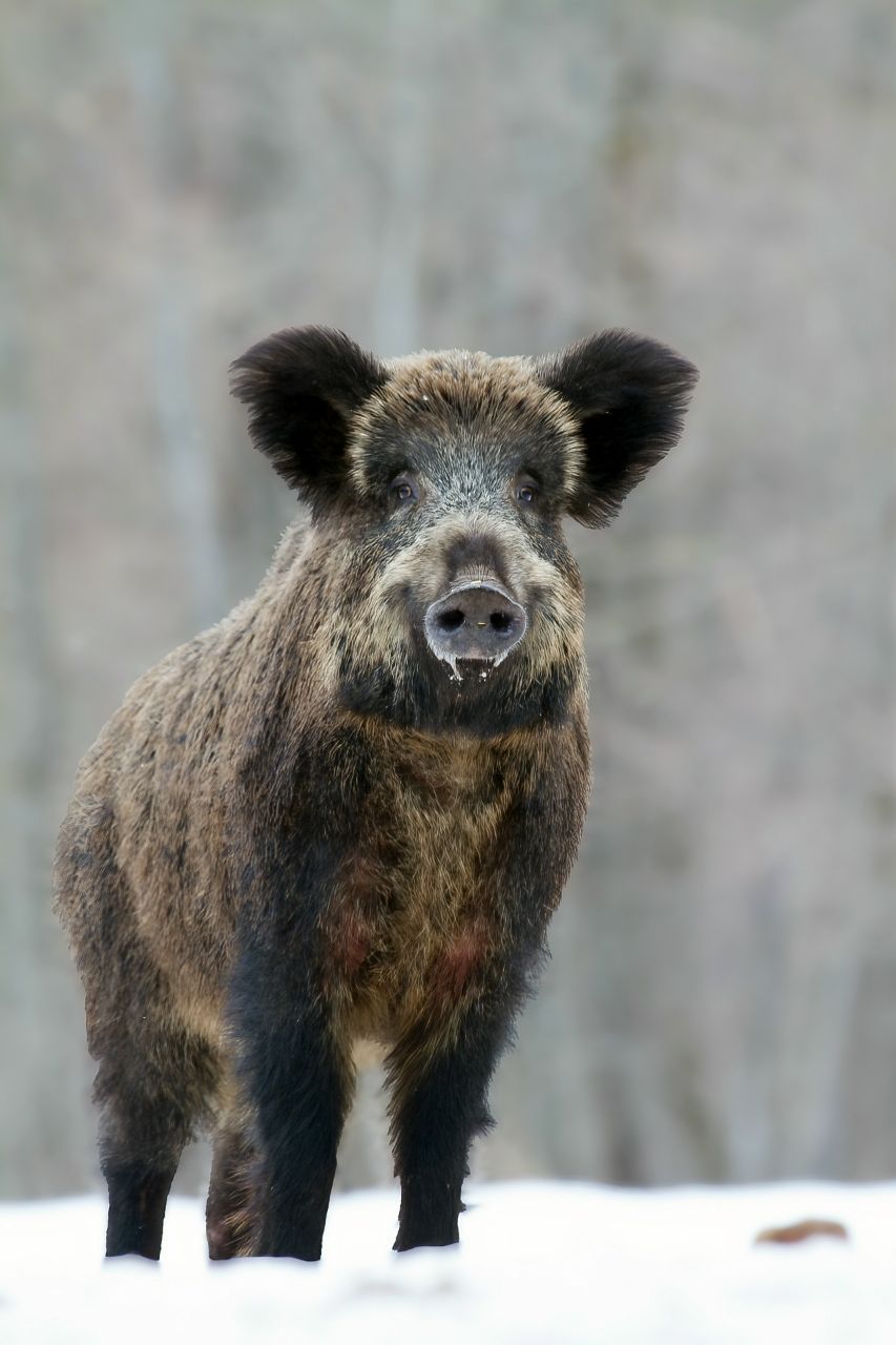 В Калужских засеках завершается сезон зимней фотоохоты. Из-за приближающегося тепла тропинки стан...