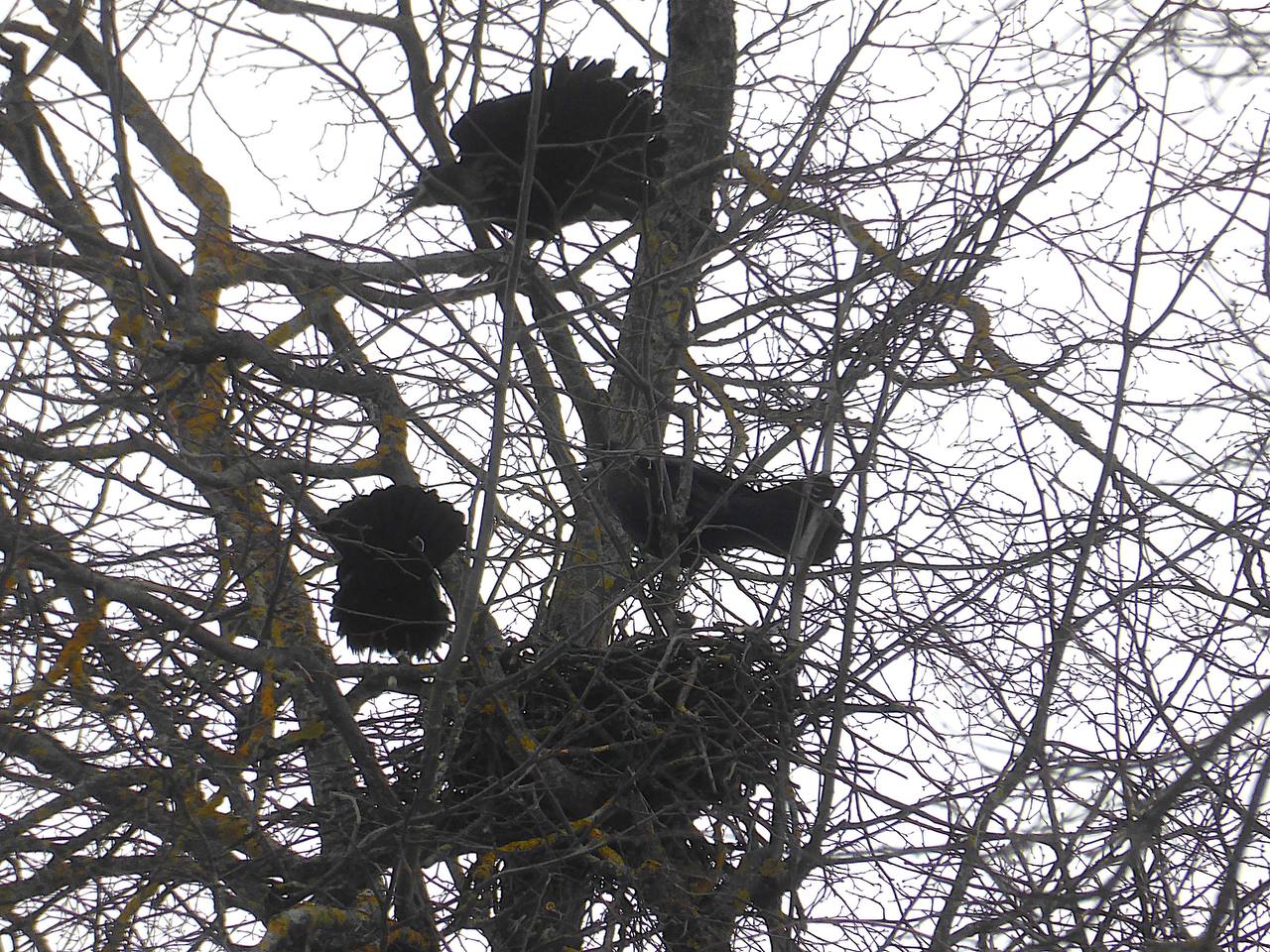 В Калуге зафиксировано прилёта грачей. Орнитолог Юрий Галчёнков отметил, что прилетевшие птицы от...