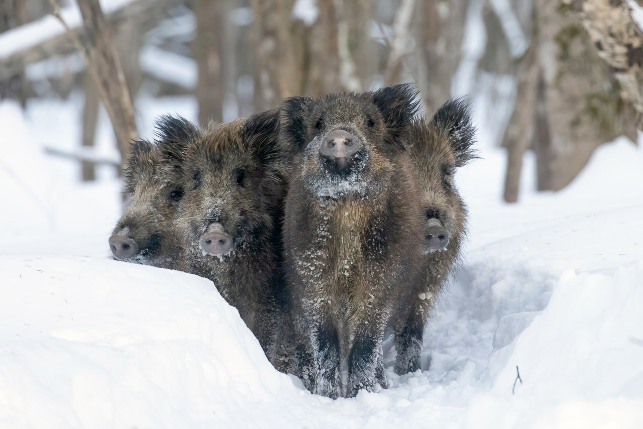В заповеднике участились случаи, когда кабаны поедают корм, предназначенный для зубров. Сложные п...